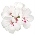 Afbeelding van Geranium Hang P12 Double Evita White